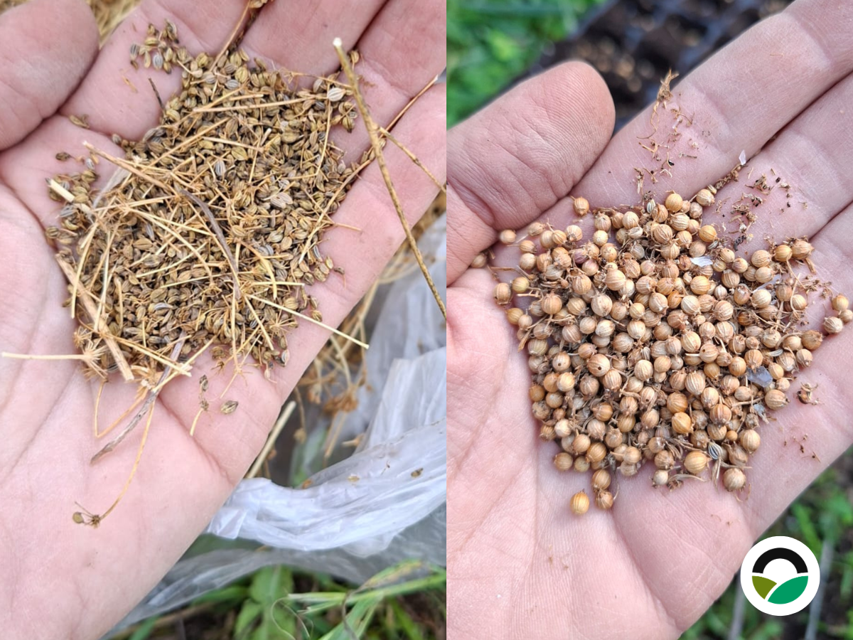 Parsley and Coriander: seed propagation and adaptive cultivation practices