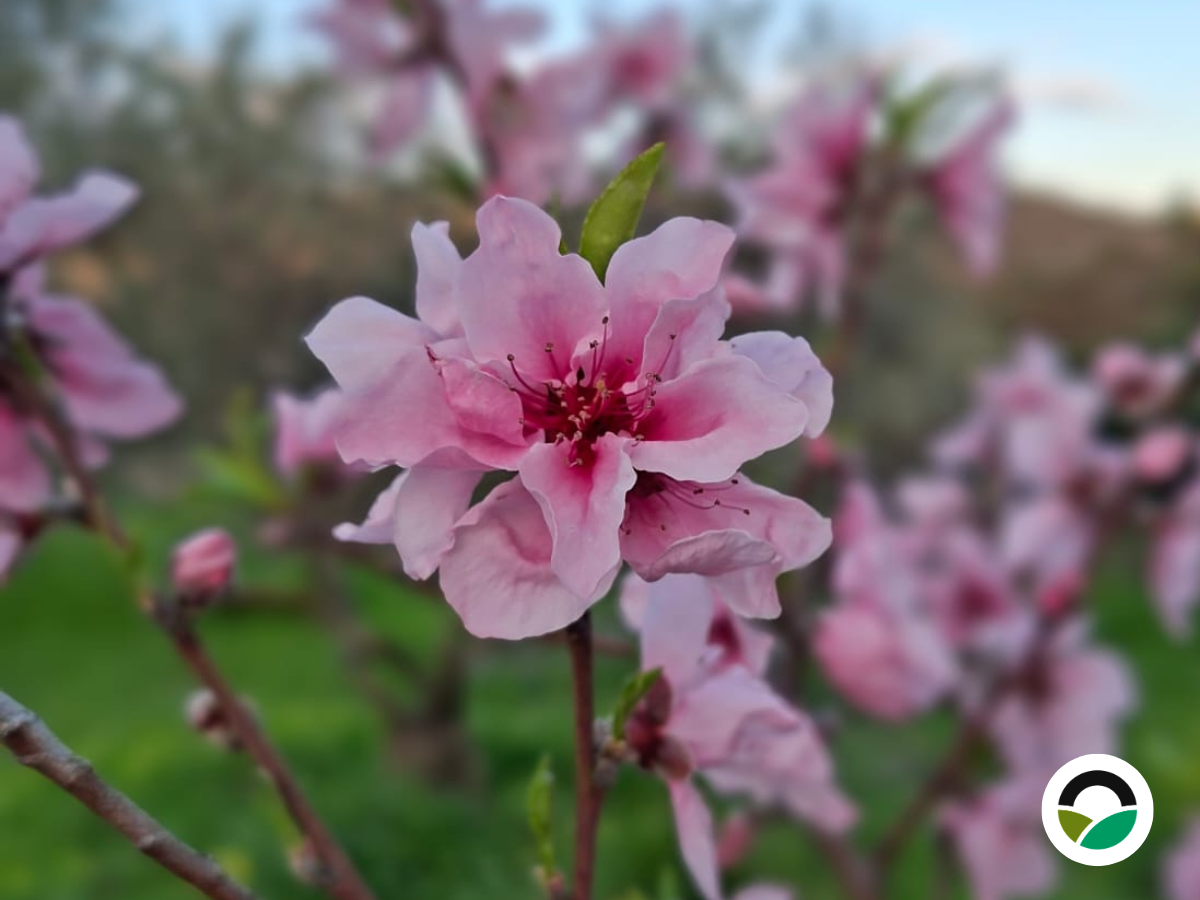 Peach Tree Blossom at Mavronero