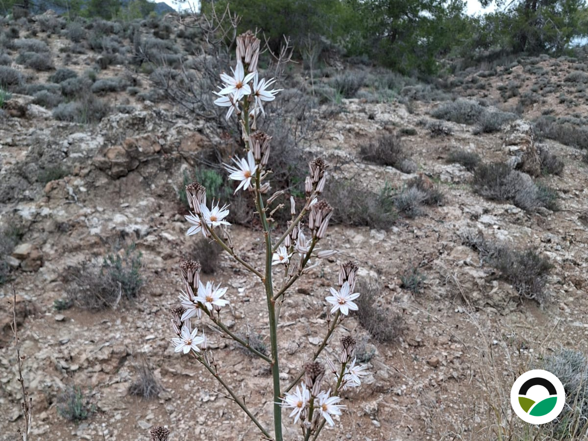 Tall Asphodel (Asphodelus ramosus)