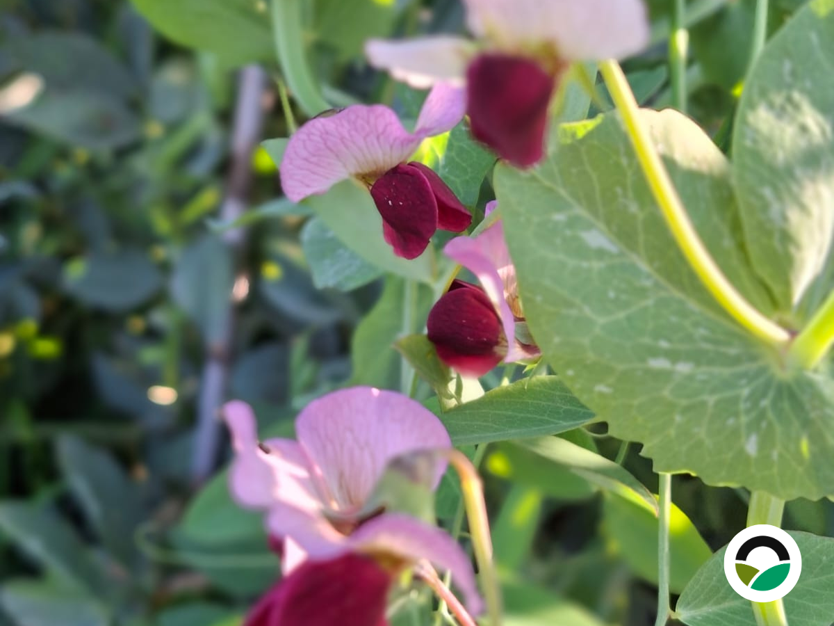 Luvana Flowers (Lathyrus spp.) at Mavronero