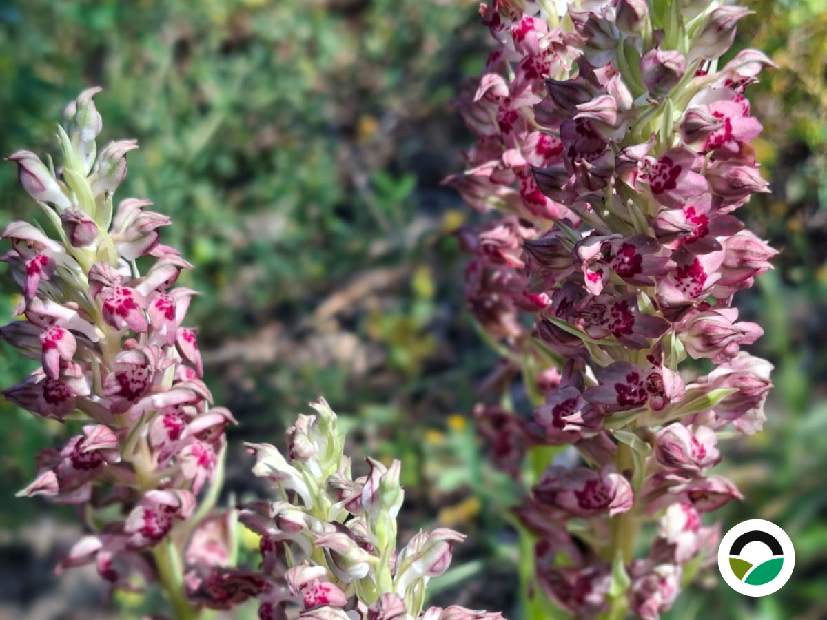 Wild Lady Orchids within the Mediterranean landscape at Mavronero