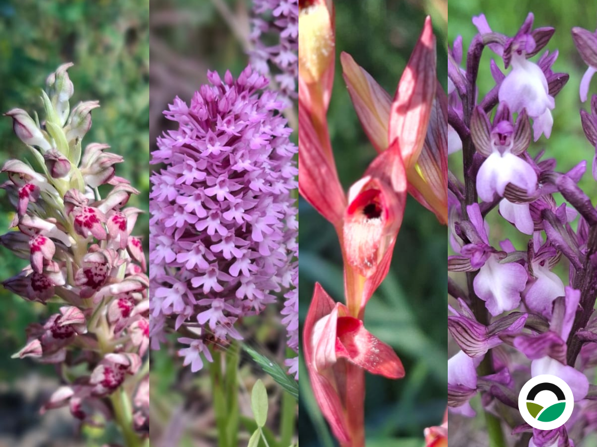 Wild Mediterranean orchids at Mavronero