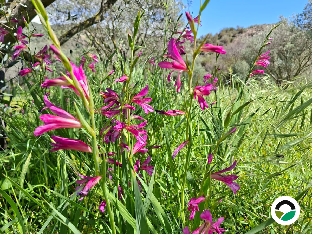 Wild gladiolus at Mavronero