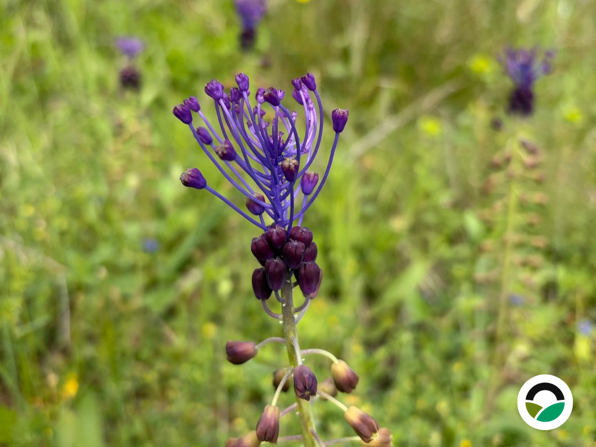 Wild hyacinths at Mavronero