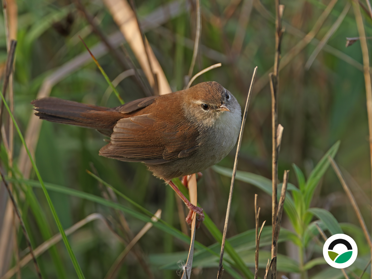 Cetti’s Warbler (Cettia cetti)