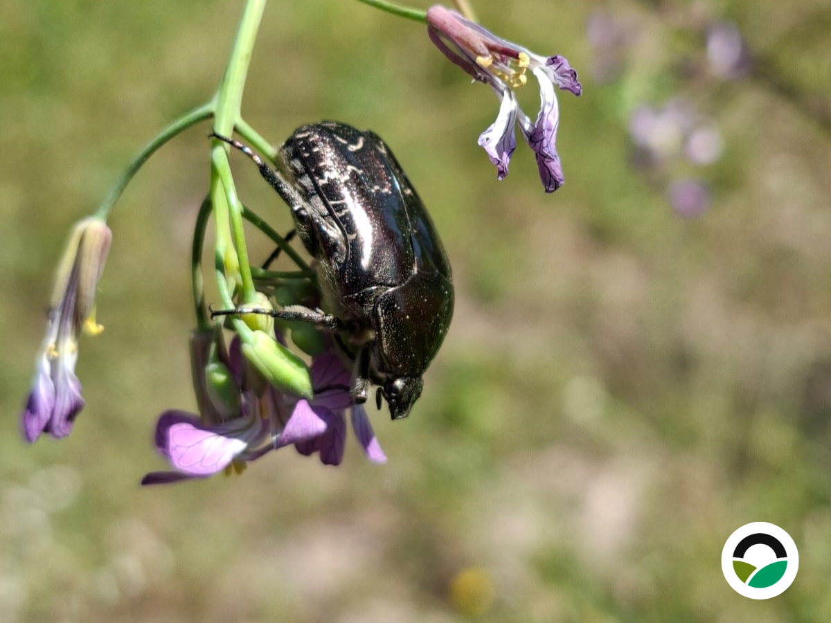 Mediterranean Flower Chafer Beetle (Cetoniinae spp.)