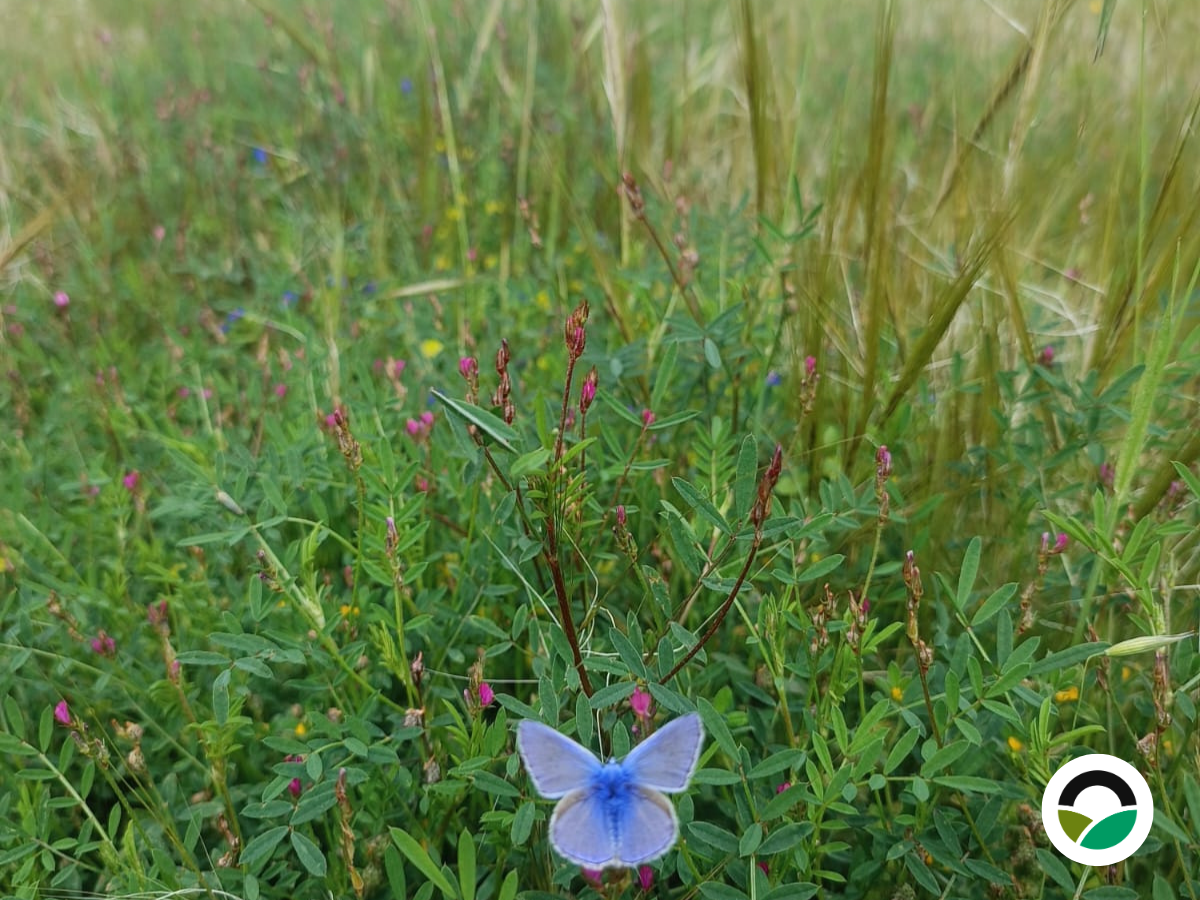 Common Blue Butterfly (Polyommatus icarus) at Mavronero