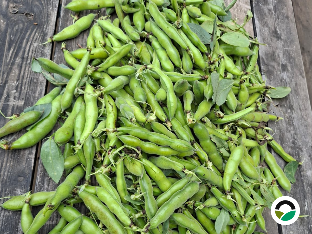 Broad Beans harvest begins at Mavronero