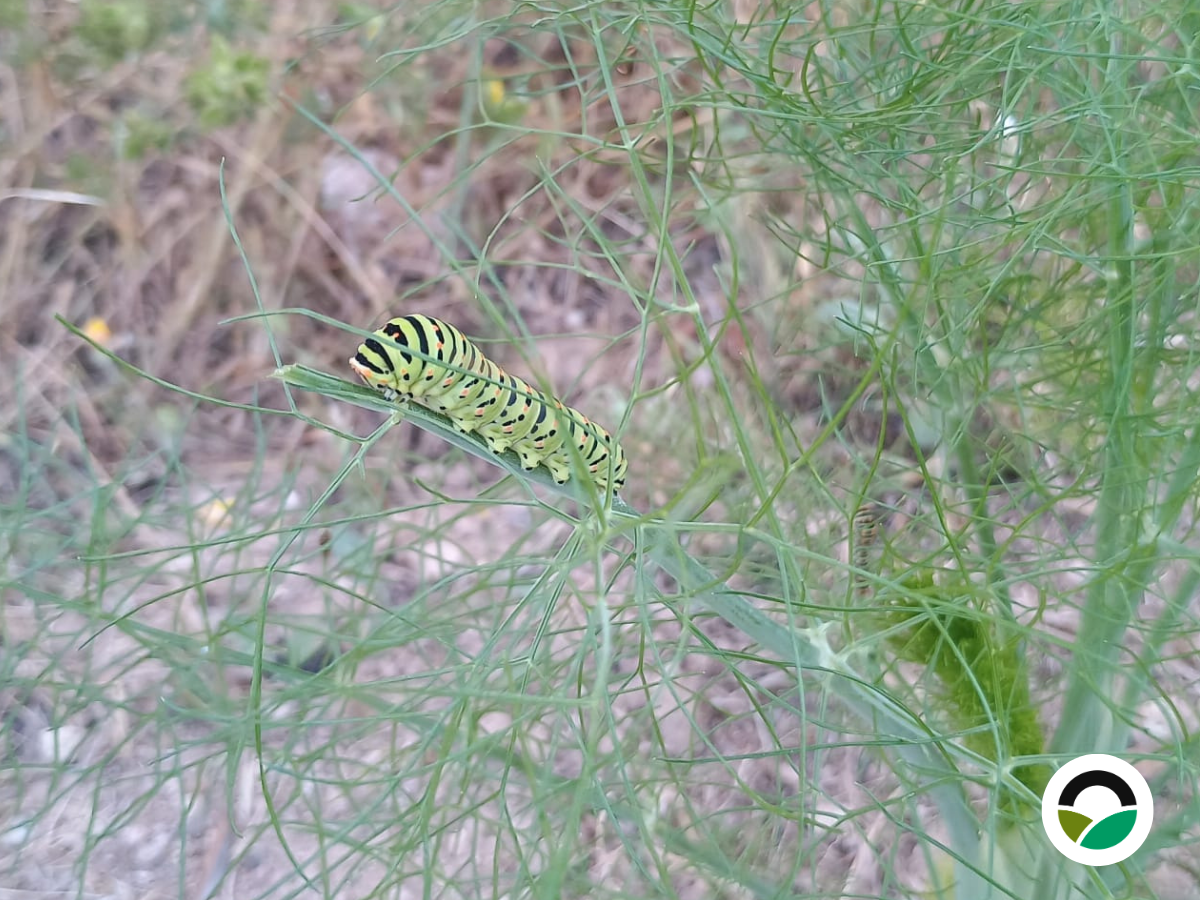 Old World Swallowtail Caterpillar (Papilio machaon)