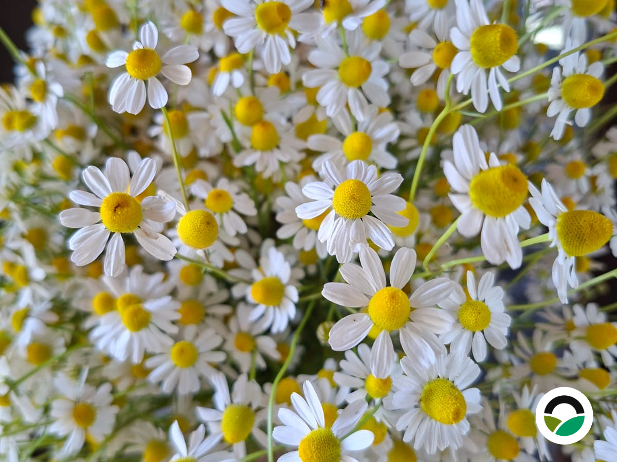 Chamomile harvesting and natural drying practices at Mavronero