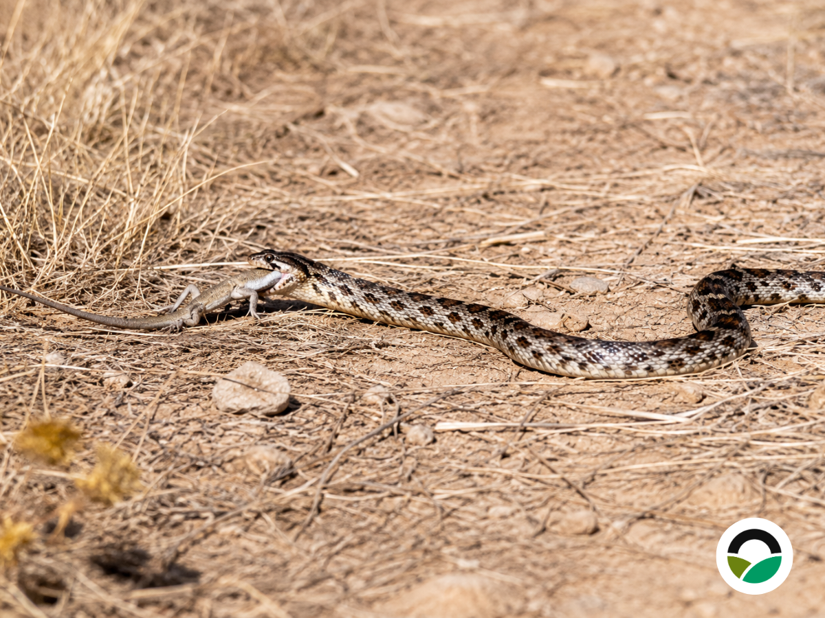 Coin-marked Snake (Hemorrhois nummifer)