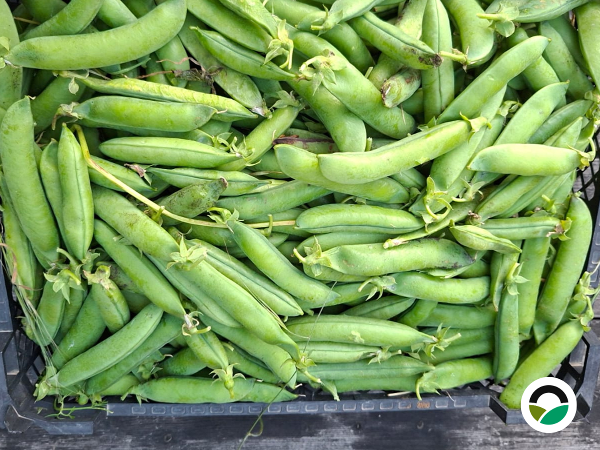 Peas at Mavronero: from autumn sowing to spring harvest