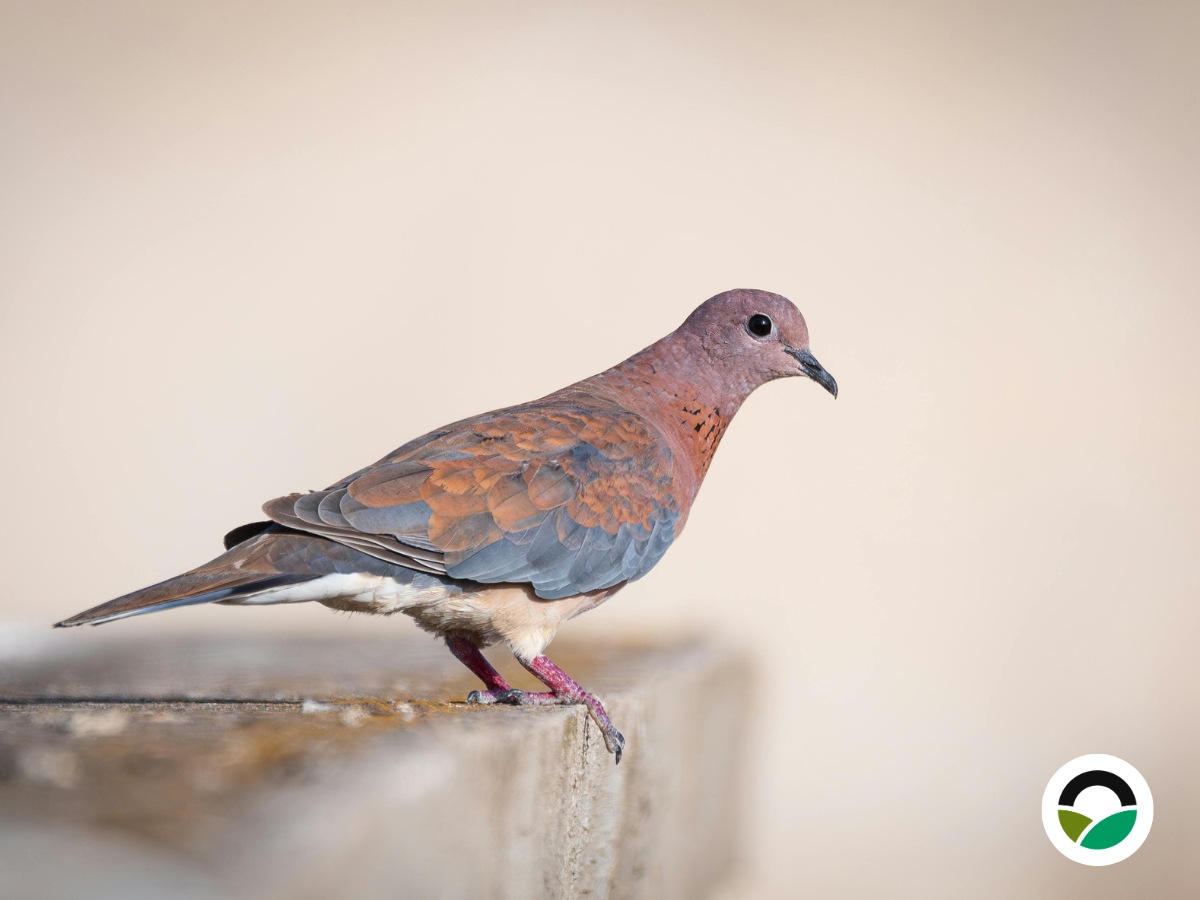 Laughing Dove (Streptopelia senegalensis)