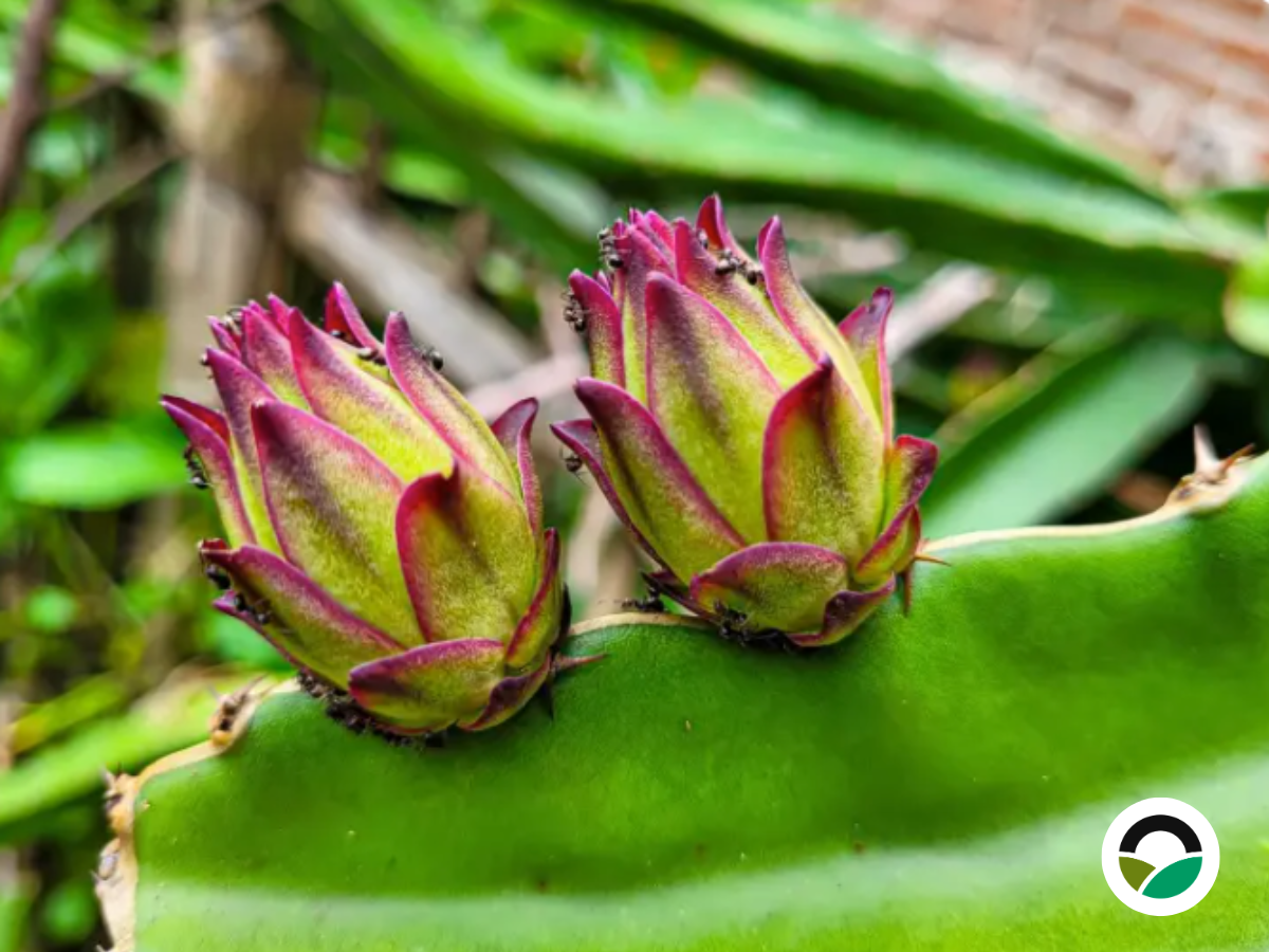 Πώς να Καλλιεργήσετε Dragon Fruit κάτω από Ελαιόδεντρα