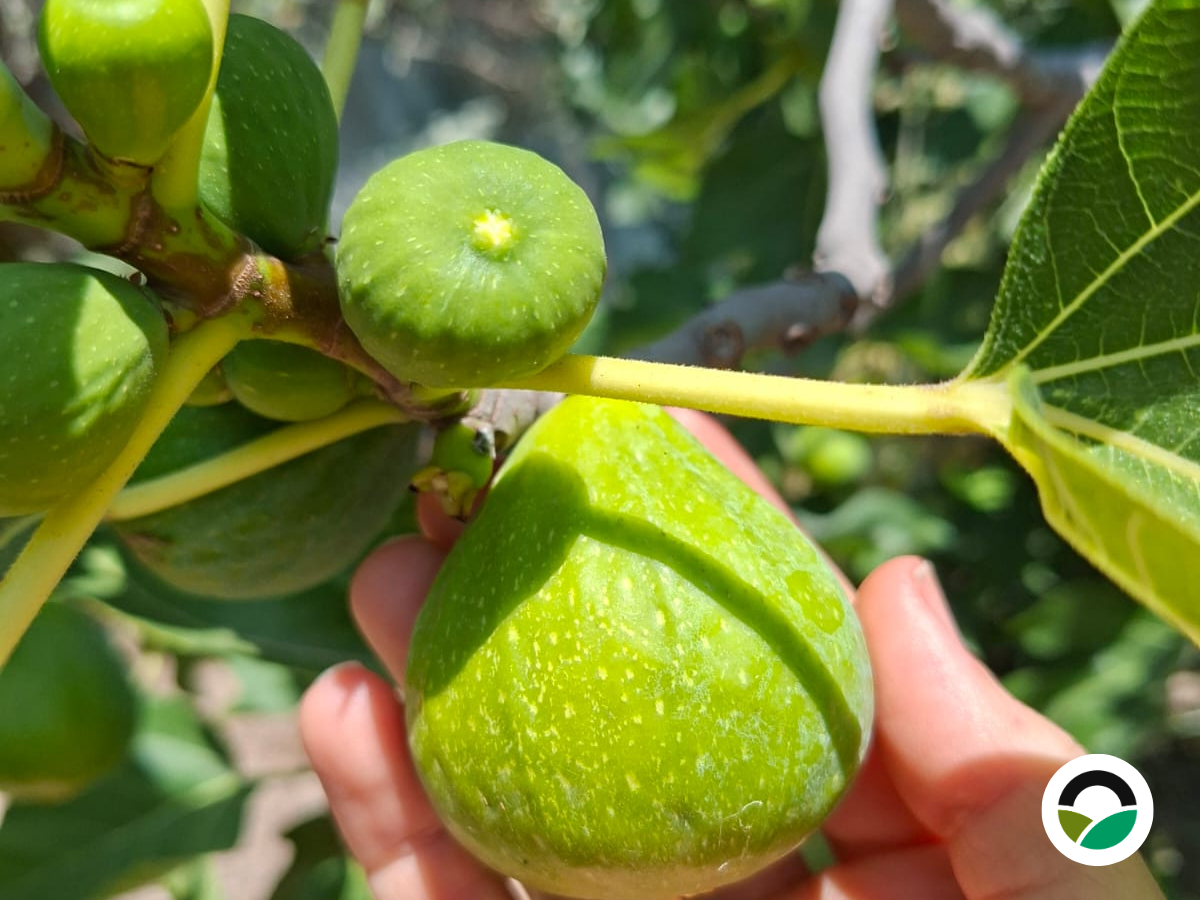 First Figs of the Season at Mavronero