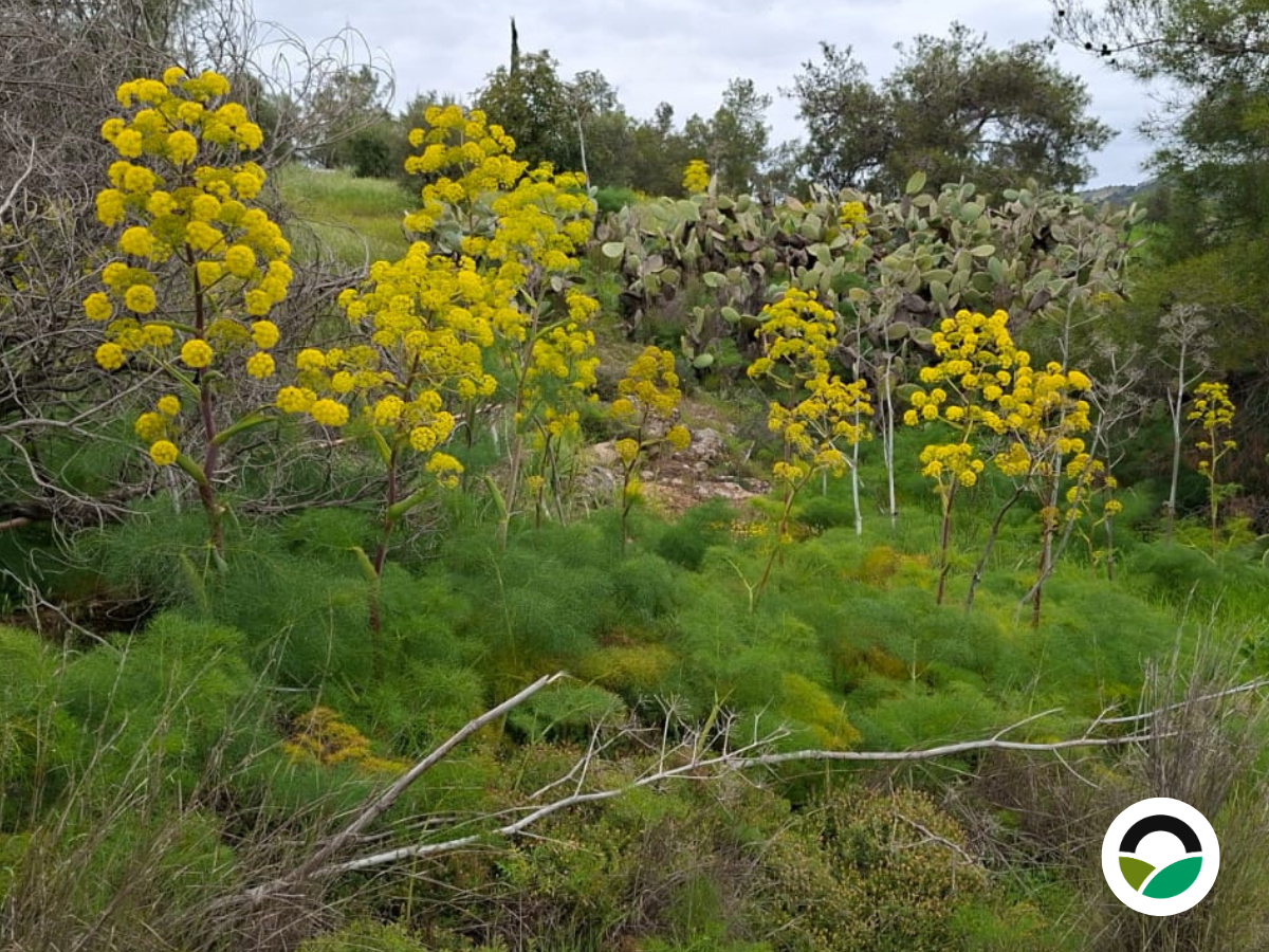 Giant fennel (Ferula communis)