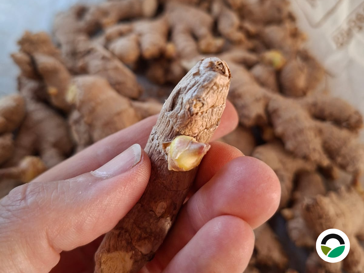 Planting organic ginger at Mavronero