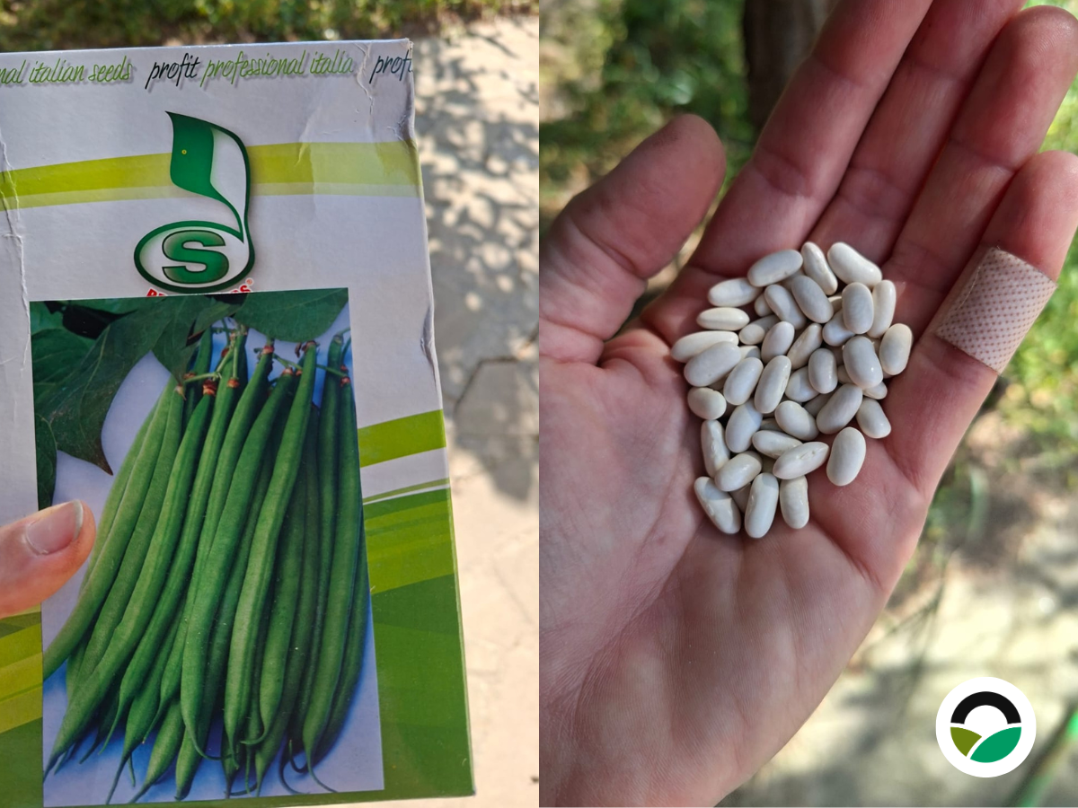Planting green bean seeds at Mavronero