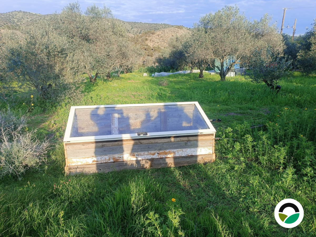 Our first greenhouse at Mavronero