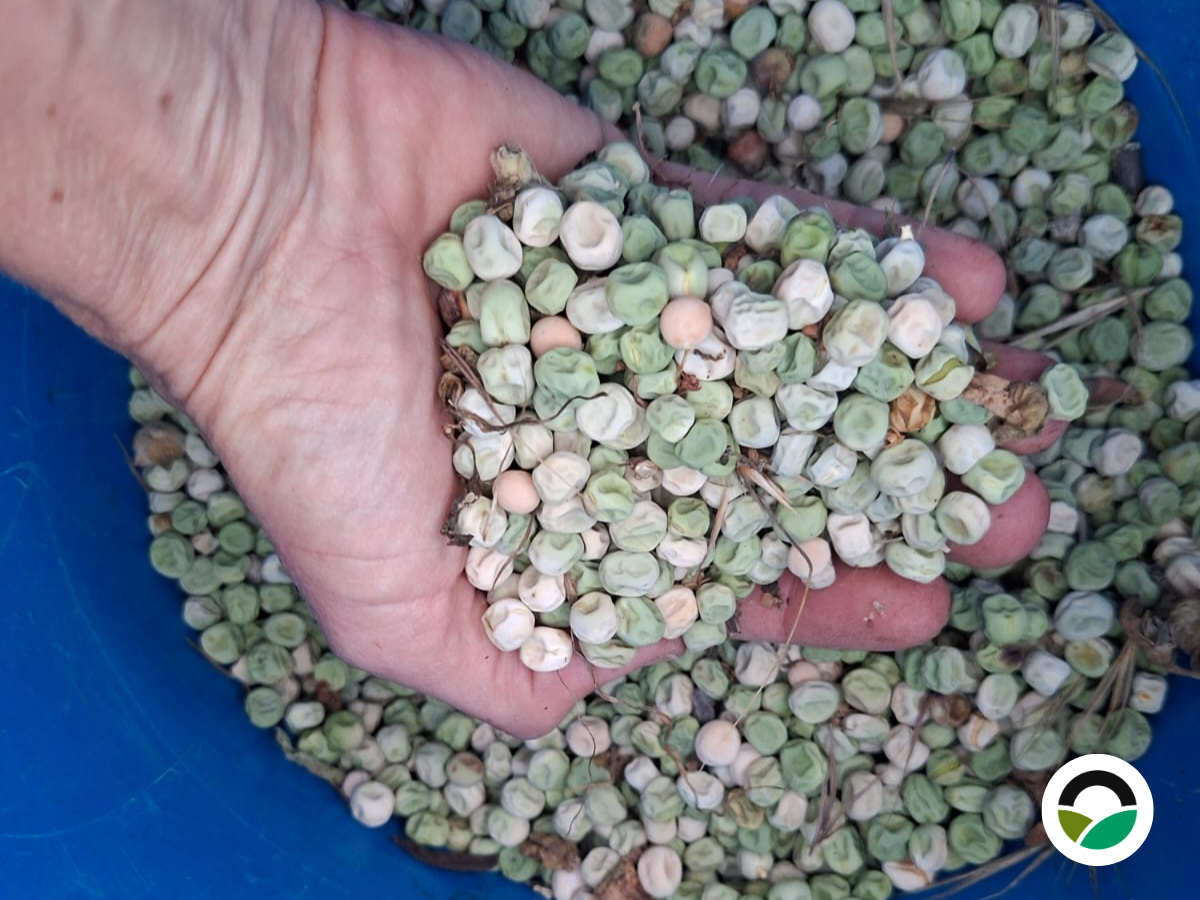 Pea Seed harvesting using traditional methods