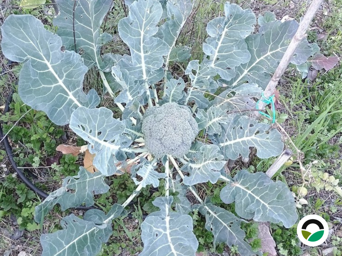 Broccoli ( Brassica oleracea var. italica)
