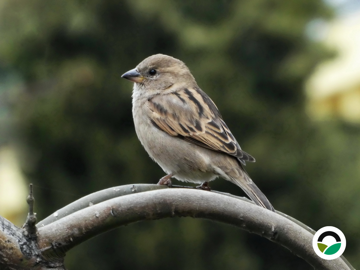 House Sparrow (Passer domesticus)