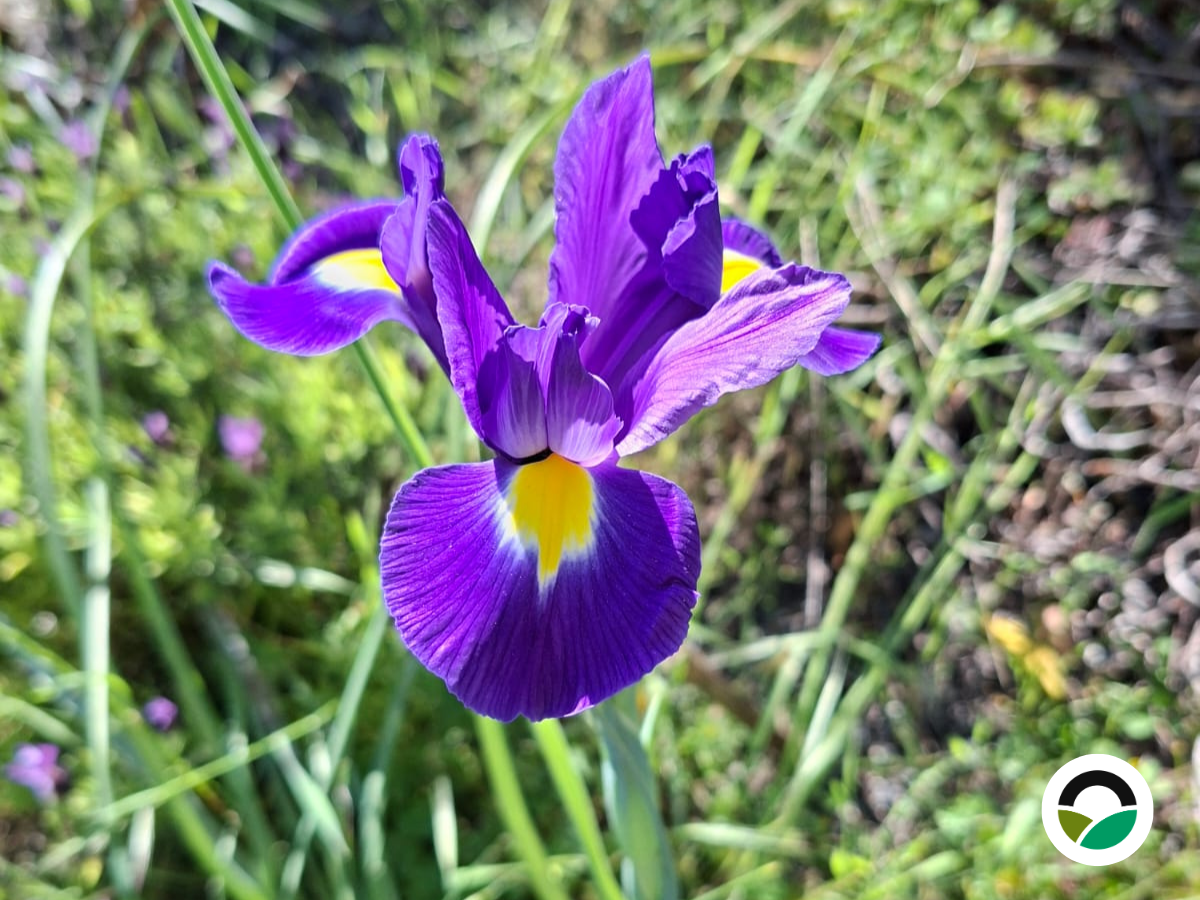 Irises at Mavronero: seasonal emergence and natural expansion