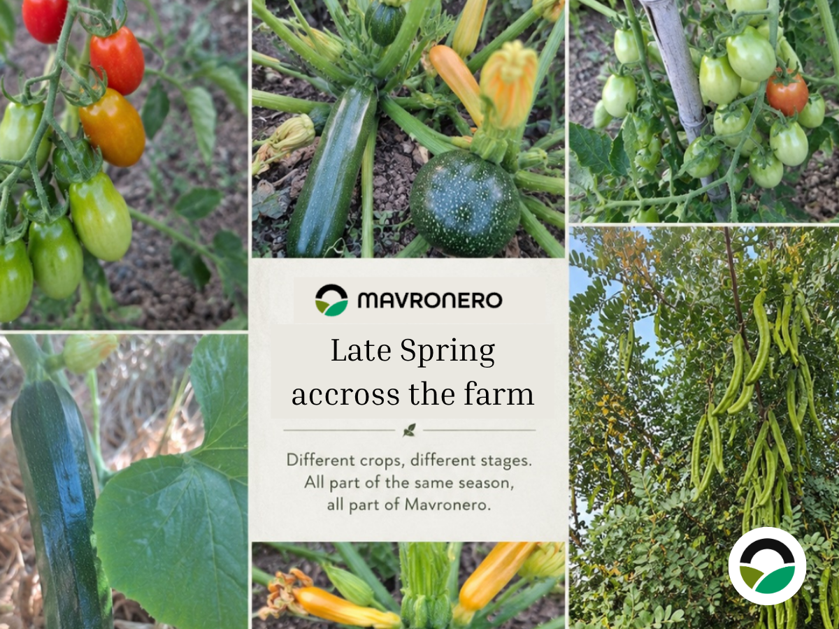 Seasonal crop development at Mavronero