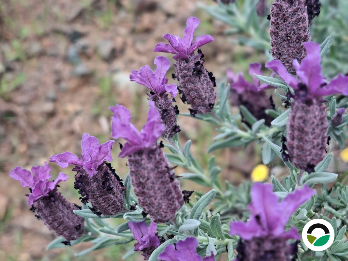 French lavender at Mavronero: flowering dynamics and ecological interactions