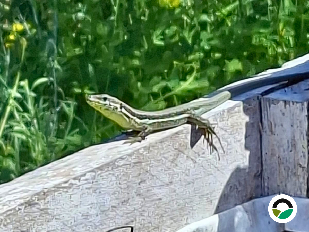 Mediterranean wall lizard (Podarcis sp.)