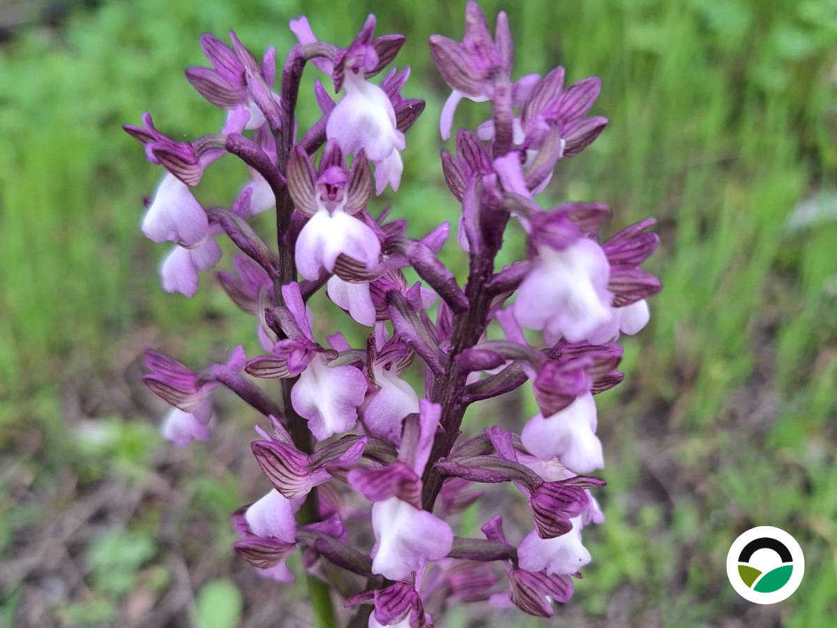 Green-winged Orchid (Anacamptis morio)
