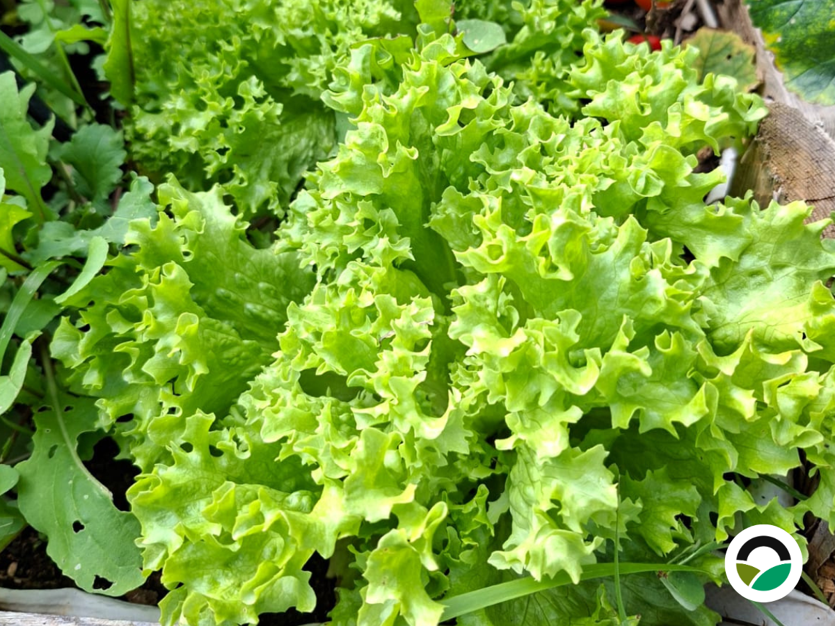 Lettuce (Lactuca sativa)