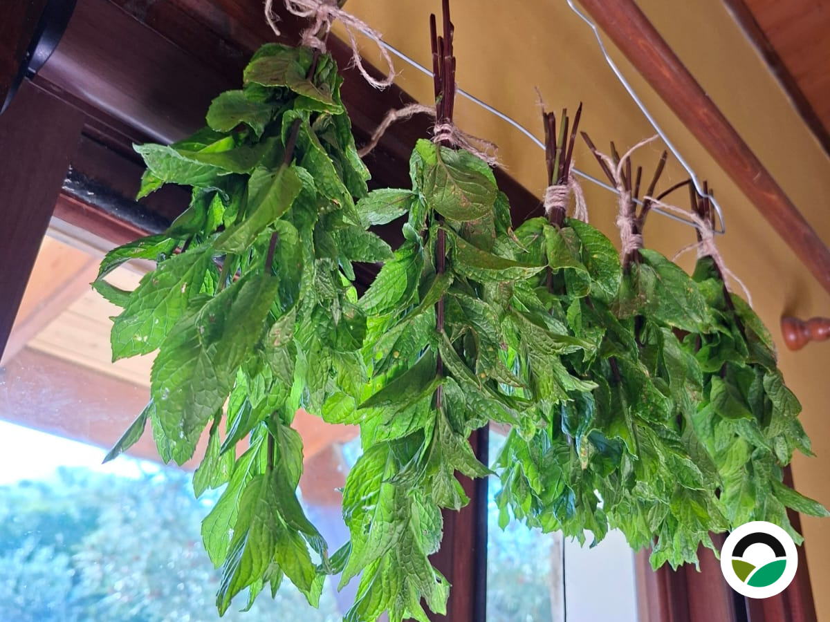 Mint harvesting and natural air-drying practices at Mavronero