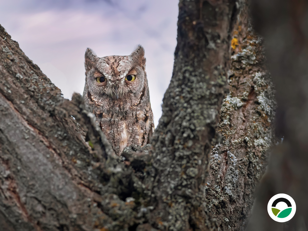 Eurasian Scops-Owl (Otus scops)