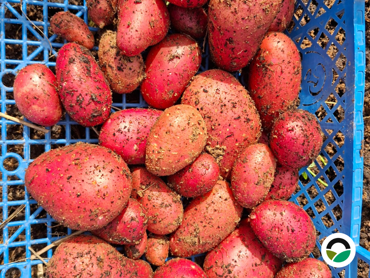 Pink Potatoes Harvest at Mavronero