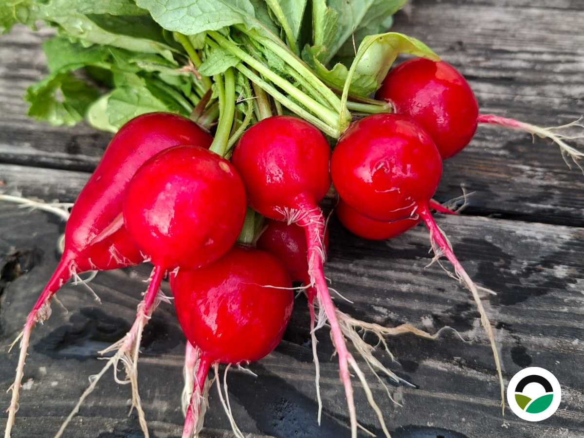 Radishes ready for harvest at Mavronero