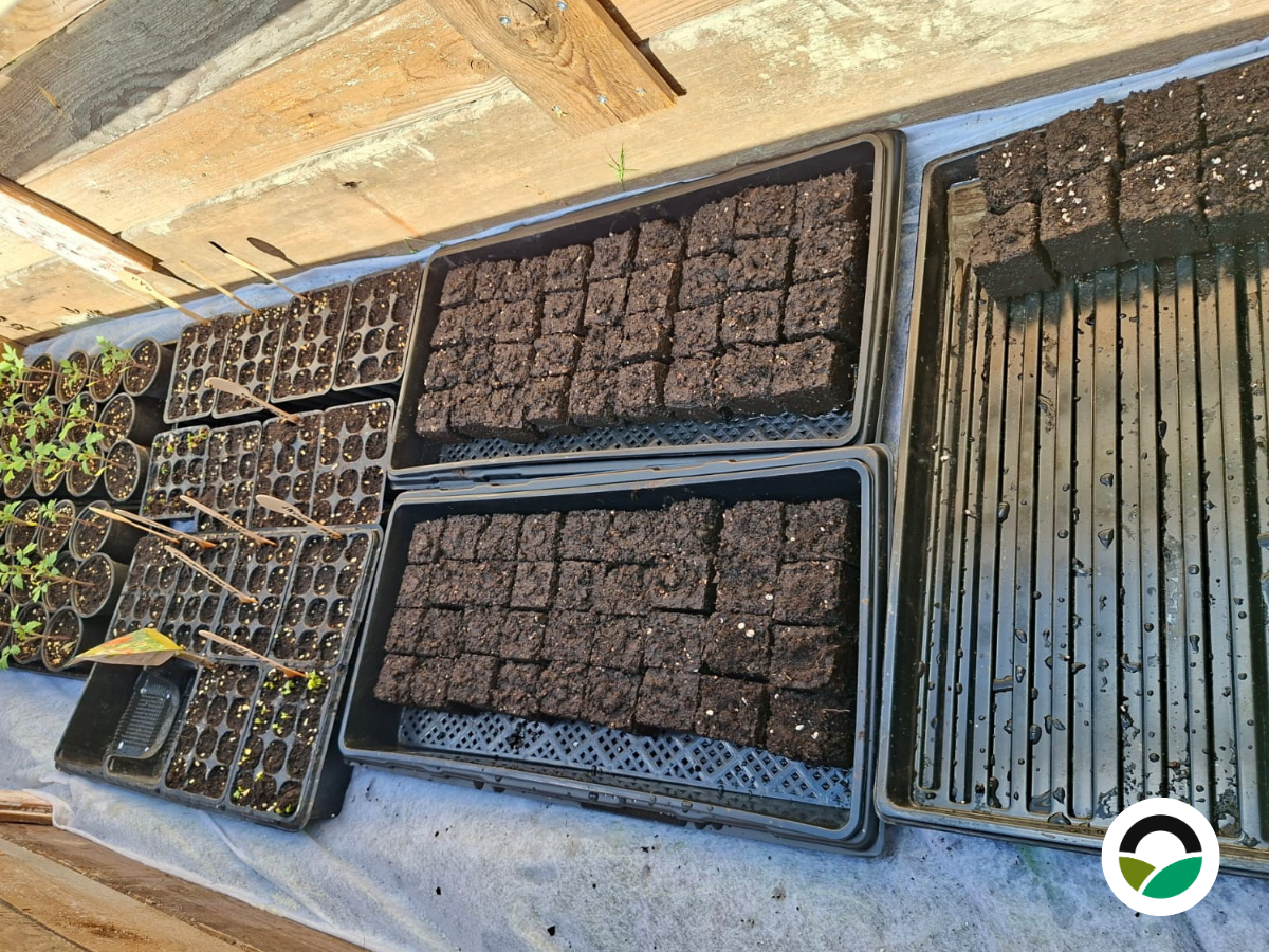 Soil block propagation at Mavronero
