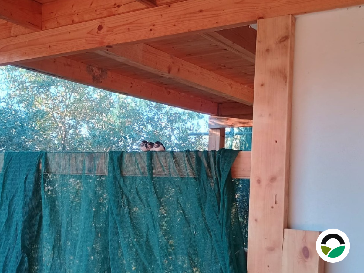 Swallows at Mavronero Farmhouse