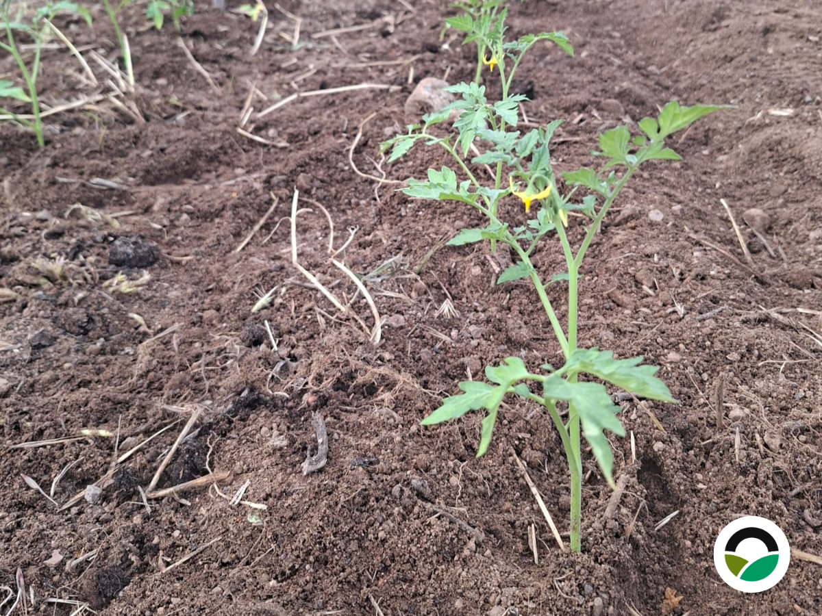 Cherry tomatoes at Mavronero: soil block propagation and deep planting techniques