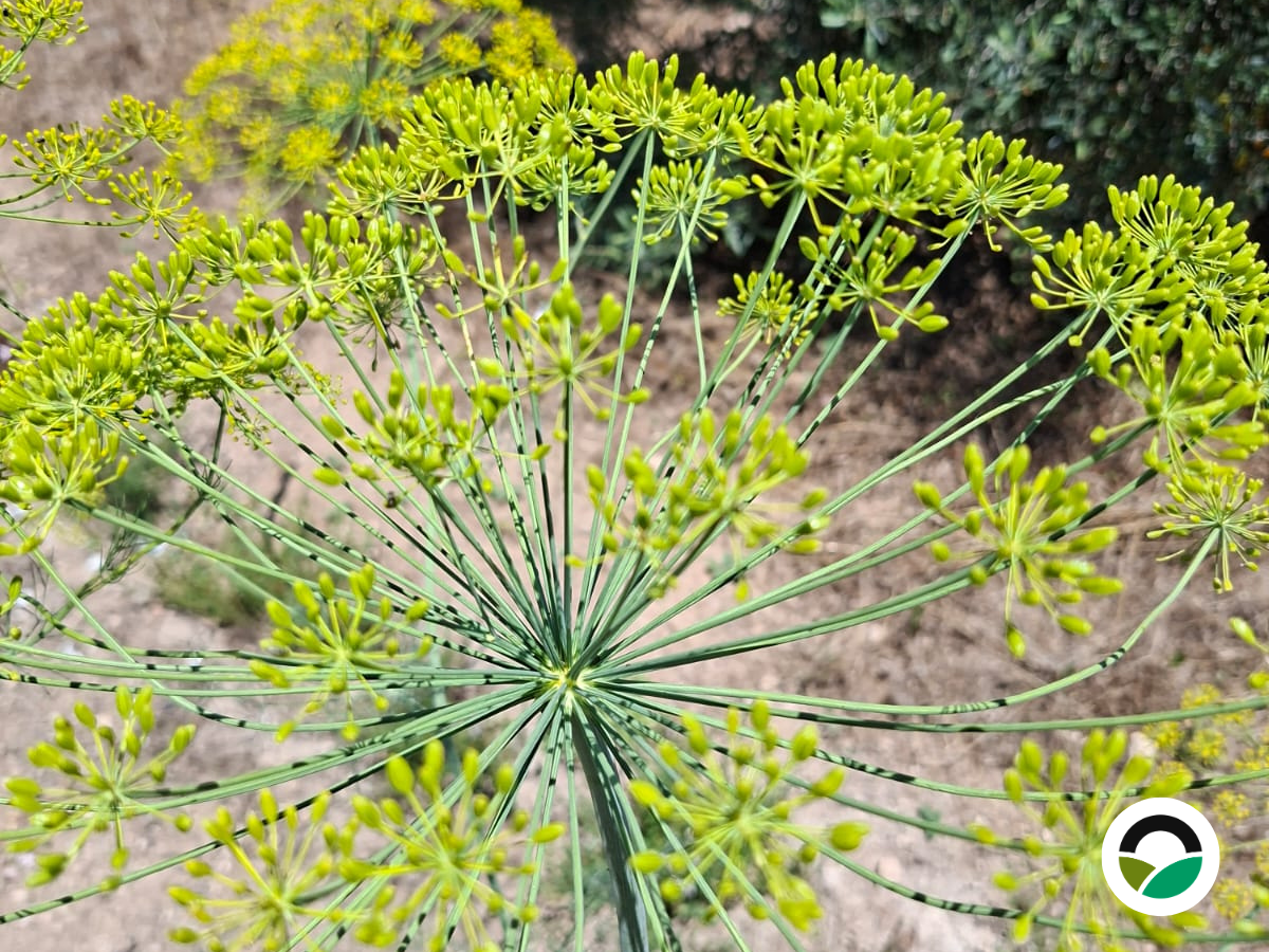 Fennel seeds ready for harvest at Mavronero