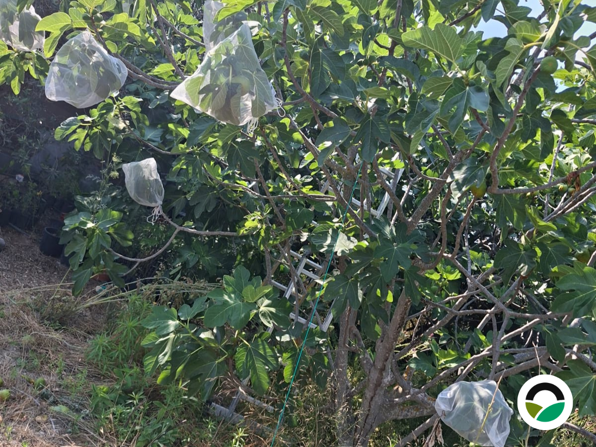 Why protecting fruit is part of sustainable farming