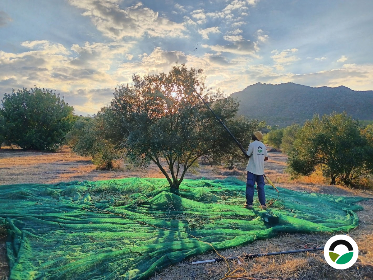 The olive harvest begins at Mavronero
