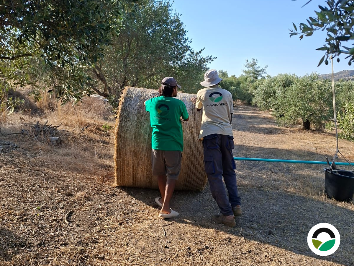 First hay bale arrives at Mavronero Farm