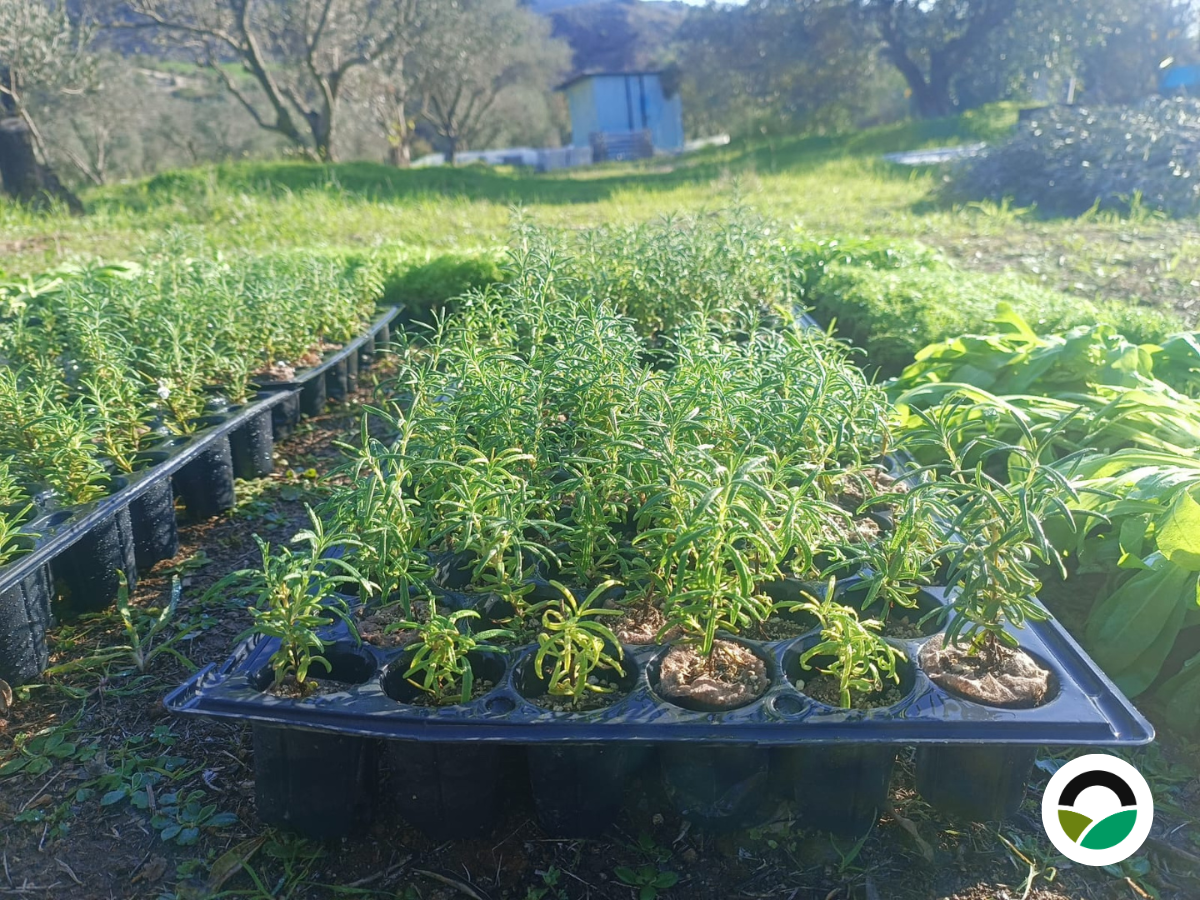 Winter Herb Planting at Mavronero