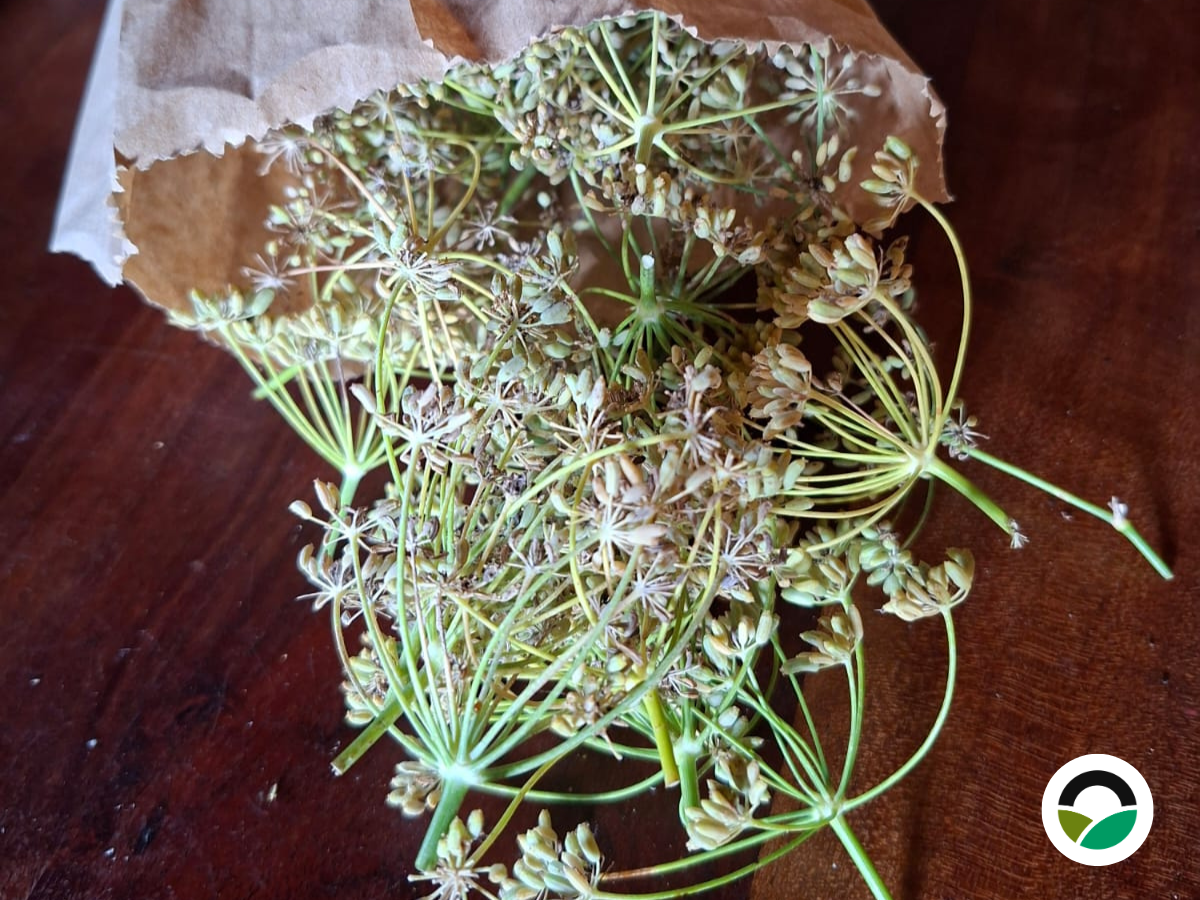 Harvesting resilient mediterranean herbs during the peak of summer