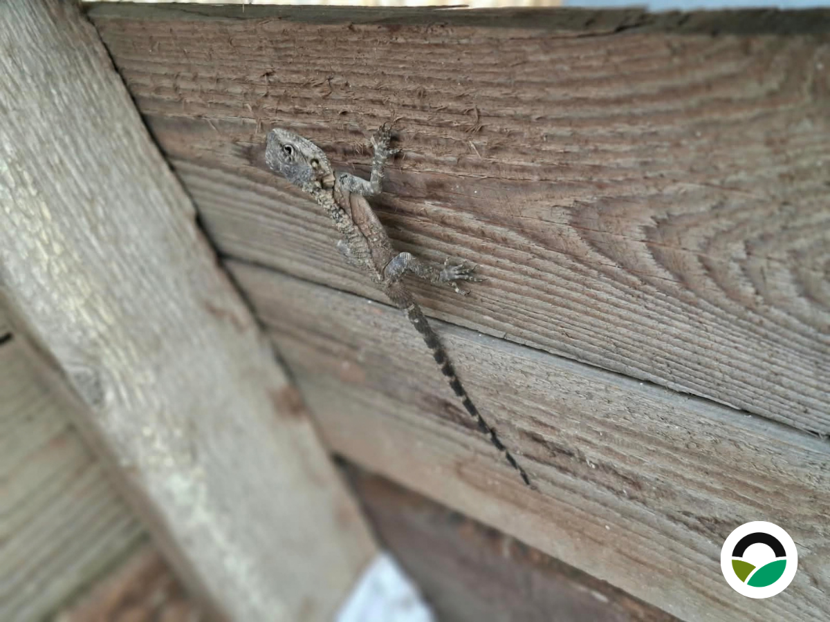 A tiny guardian in our nursery: meeting a juvenile Cyprus agama