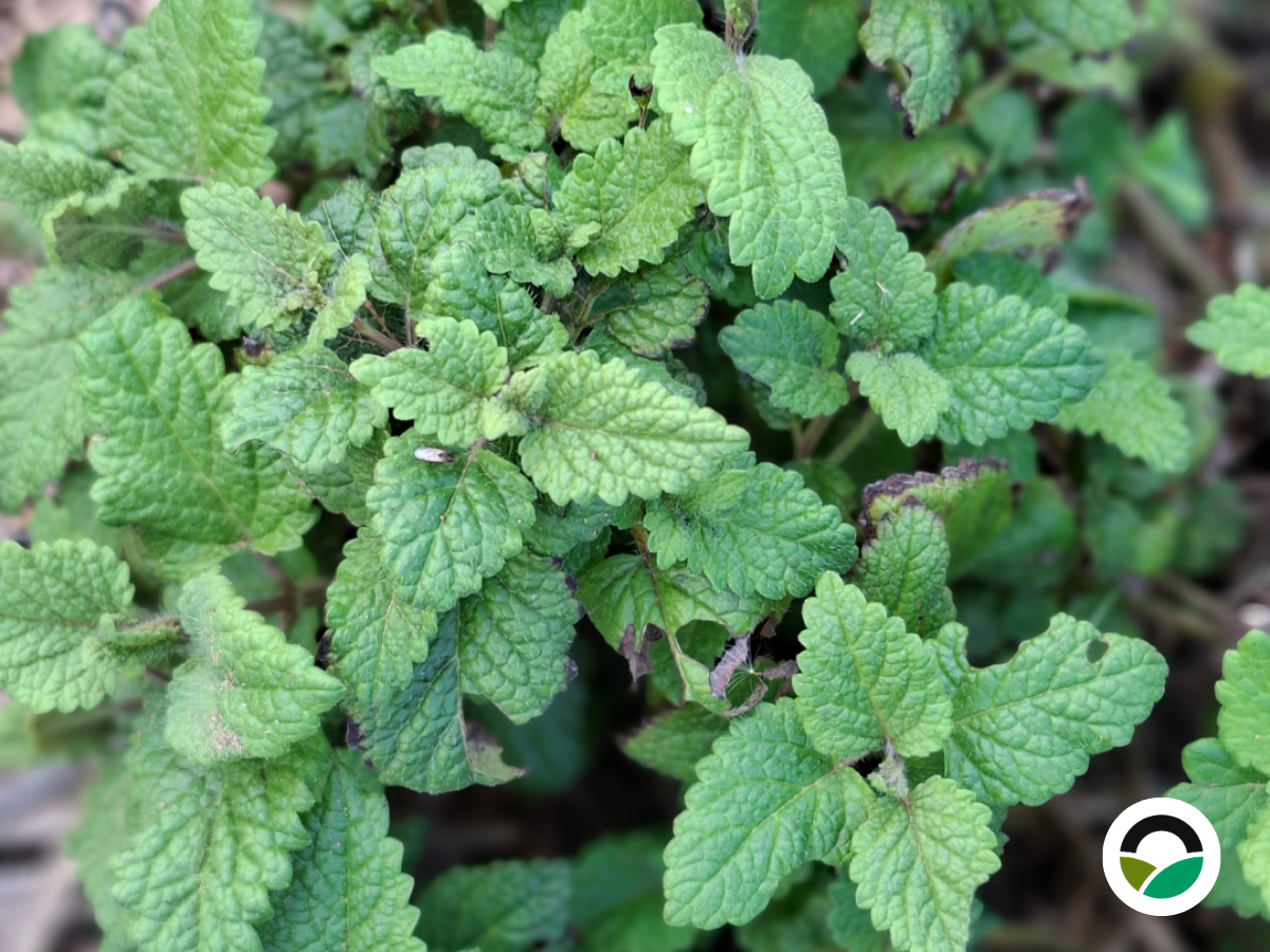 Lemon Balm (Melissa officinalis)
