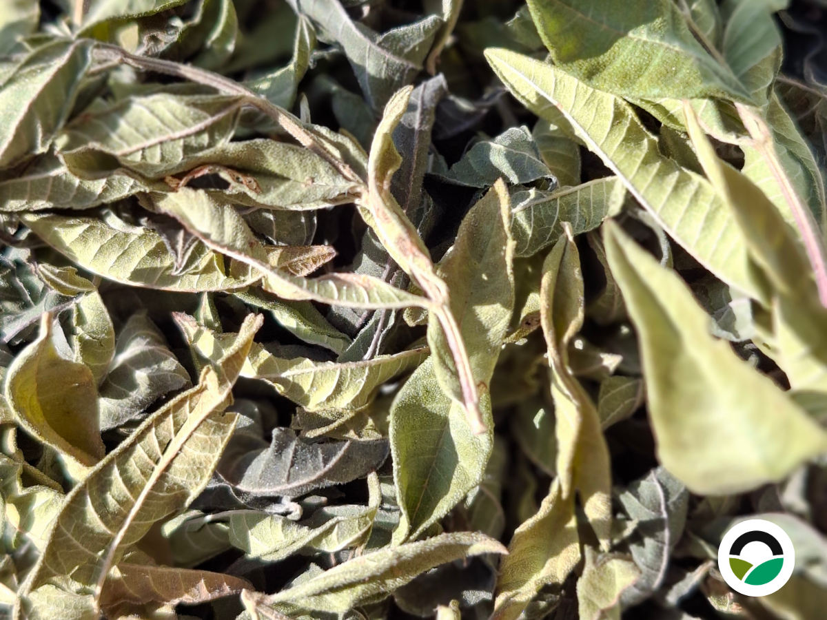 Lemon Verbena (Aloysia citrodora)