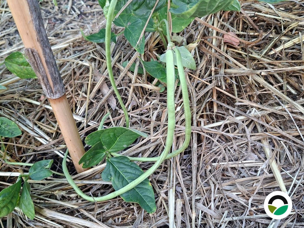 First yard long beans of the season: growing resilient crops through summer