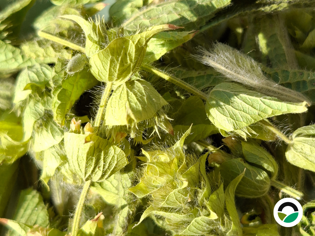 Τσάι του βουνού (Sideritis perfoliata)